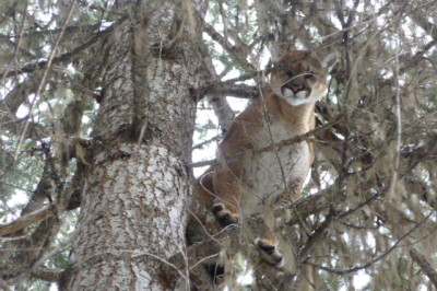 Our Idaho Cougar are BIG!
