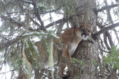 Selway Ridgerunner Cougar Hunts in Idaho